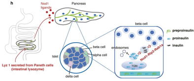 中國科學(xué)家首次發(fā)現(xiàn) 腸道菌溶解物是胰島素的“通行證”