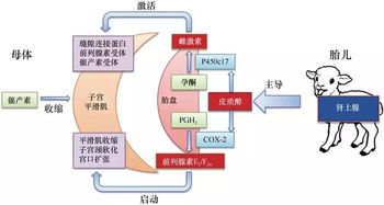 生殖生物學(xué) 驅(qū)動(dòng)生命奧秘的自然科學(xué)前沿